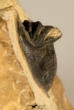30722 - Top Beautiful 0.98 Inch Metacanthina issoumourensis Lower Devonian
