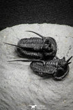 22024 - Beautiful Association 3 "Devil Horned" Cyphaspis walteri Devonian Trilobites