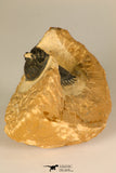 30722 - Top Beautiful 0.98 Inch Metacanthina issoumourensis Lower Devonian