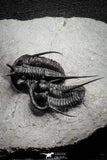 22024 - Beautiful Association 3 "Devil Horned" Cyphaspis walteri Devonian Trilobites
