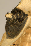 30722 - Top Beautiful 0.98 Inch Metacanthina issoumourensis Lower Devonian