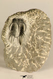 30723 - Partial Prepared 0.98 Inch Spiny Koneprusia dahmani Lower Devonian Trilobite