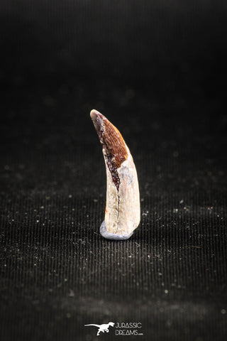 04962 - Collector Grade 0.81 Inch Pterosaur (Coloborhynchus) Tooth Cretaceous KemKem