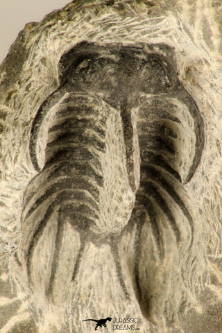 30723 - Partial Prepared 0.98 Inch Spiny Koneprusia dahmani Lower Devonian Trilobite