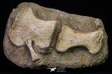 20558 - Finest Grade Unidentified Mosasaur Humerus, Ulna and Phalanx Limb Bones in Matrix Cretaceous