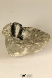 30723 - Partial Prepared 0.98 Inch Spiny Koneprusia dahmani Lower Devonian Trilobite