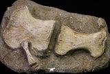 20558 - Finest Grade Unidentified Mosasaur Humerus, Ulna and Phalanx Limb Bones in Matrix Cretaceous