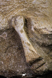 20558 - Finest Grade Unidentified Mosasaur Humerus, Ulna and Phalanx Limb Bones in Matrix Cretaceous