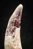 04962 - Collector Grade 0.81 Inch Pterosaur (Coloborhynchus) Tooth Cretaceous KemKem