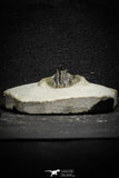 22025 - Outstanding 0.94 Inch Kettneraspis prescheri (Long Occipital Horn) Lower Devonian Trilobite