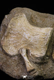 20558 - Finest Grade Unidentified Mosasaur Humerus, Ulna and Phalanx Limb Bones in Matrix Cretaceous