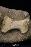 20558 - Finest Grade Unidentified Mosasaur Humerus, Ulna and Phalanx Limb Bones in Matrix Cretaceous