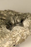 30723 - Partial Prepared 0.98 Inch Spiny Koneprusia dahmani Lower Devonian Trilobite
