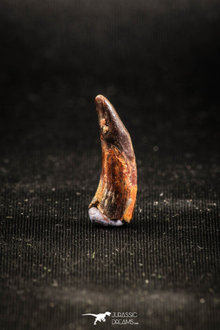 04963 - Collector Grade 0.81 Inch Pterosaur (Coloborhynchus) Tooth Cretaceous KemKem