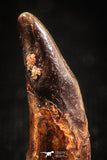 04963 - Collector Grade 0.81 Inch Pterosaur (Coloborhynchus) Tooth Cretaceous KemKem
