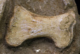 20558 - Finest Grade Unidentified Mosasaur Humerus, Ulna and Phalanx Limb Bones in Matrix Cretaceous
