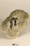 30724 - Partial Prepared 1.18 Inch Spiny Koneprusia dahmani Lower Devonian Trilobite