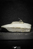 22025 - Outstanding 0.94 Inch Kettneraspis prescheri (Long Occipital Horn) Lower Devonian Trilobite