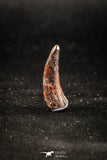 04963 - Collector Grade 0.81 Inch Pterosaur (Coloborhynchus) Tooth Cretaceous KemKem