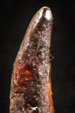 04963 - Collector Grade 0.81 Inch Pterosaur (Coloborhynchus) Tooth Cretaceous KemKem
