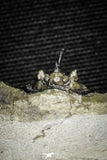 22025 - Outstanding 0.94 Inch Kettneraspis prescheri (Long Occipital Horn) Lower Devonian Trilobite