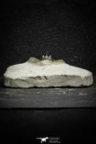22025 - Outstanding 0.94 Inch Kettneraspis prescheri (Long Occipital Horn) Lower Devonian Trilobite