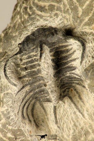 30724 - Partial Prepared 1.18 Inch Spiny Koneprusia dahmani Lower Devonian Trilobite