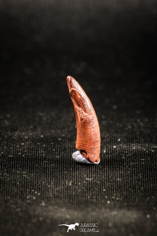 04964 - Collector Grade 0.79 Inch Pterosaur (Coloborhynchus) Tooth Cretaceous KemKem