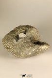 30724 - Partial Prepared 1.18 Inch Spiny Koneprusia dahmani Lower Devonian Trilobite