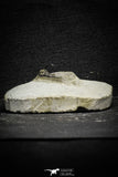 22025 - Outstanding 0.94 Inch Kettneraspis prescheri (Long Occipital Horn) Lower Devonian Trilobite