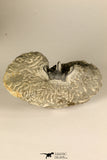 30724 - Partial Prepared 1.18 Inch Spiny Koneprusia dahmani Lower Devonian Trilobite