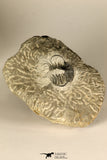30724 - Partial Prepared 1.18 Inch Spiny Koneprusia dahmani Lower Devonian Trilobite