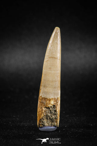 04965 - Nicely Preserved 2.06 Inch Partially Rooted Elasmosaur (Zarafasaura oceanis) Tooth