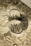 30724 - Partial Prepared 1.18 Inch Spiny Koneprusia dahmani Lower Devonian Trilobite