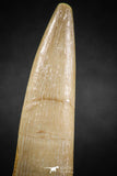 04965 - Nicely Preserved 2.06 Inch Partially Rooted Elasmosaur (Zarafasaura oceanis) Tooth