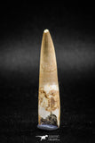 04965 - Nicely Preserved 2.06 Inch Partially Rooted Elasmosaur (Zarafasaura oceanis) Tooth