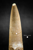 04965 - Nicely Preserved 2.06 Inch Partially Rooted Elasmosaur (Zarafasaura oceanis) Tooth