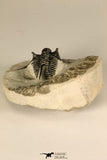 30683 - Well Preserved 1.15 Inch Cyphaspis (Otarion) cf. boutscharafinense Devonian Trilobite