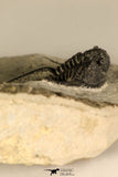 30683 - Well Preserved 1.15 Inch Cyphaspis (Otarion) cf. boutscharafinense Devonian Trilobite