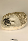30683 - Well Preserved 1.15 Inch Cyphaspis (Otarion) cf. boutscharafinense Devonian Trilobite