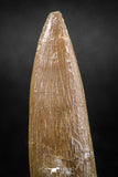 04966 - Nicely Preserved 1.81 Inch Partially Rooted Elasmosaur (Zarafasaura oceanis) Tooth