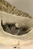 30683 - Well Preserved 1.15 Inch Cyphaspis (Otarion) cf. boutscharafinense Devonian Trilobite