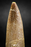 04966 - Nicely Preserved 1.81 Inch Partially Rooted Elasmosaur (Zarafasaura oceanis) Tooth