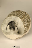 30684 - Well Prepared 1.29 Inch Cyphaspis (Otarion) cf. boutscharafinense Devonian Trilobite