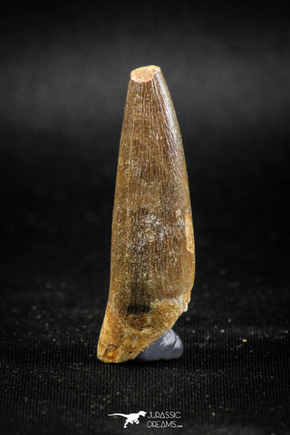 04967 - Nicely Preserved 1.72 Inch Partially Rooted Elasmosaur (Zarafasaura oceanis) Tooth