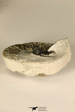 30684 - Well Prepared 1.29 Inch Cyphaspis (Otarion) cf. boutscharafinense Devonian Trilobite
