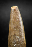 04967 - Nicely Preserved 1.72 Inch Partially Rooted Elasmosaur (Zarafasaura oceanis) Tooth