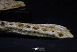 20560 - Museum Grade 8.50 Inch Elasmosaurus (Zarafasaura oceanis) Complete Jaw Bone Cretaceous