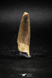 04967 - Nicely Preserved 1.72 Inch Partially Rooted Elasmosaur (Zarafasaura oceanis) Tooth