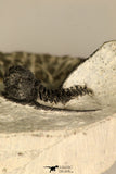30684 - Well Prepared 1.29 Inch Cyphaspis (Otarion) cf. boutscharafinense Devonian Trilobite